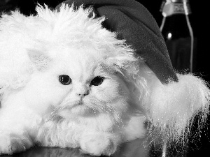 White, Christmas, Hat, cat