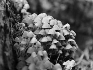 hats, Tiny, mushroom