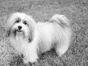 white and gray, Havanese