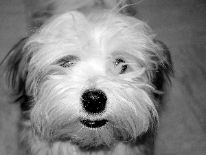 mouth, Havanese