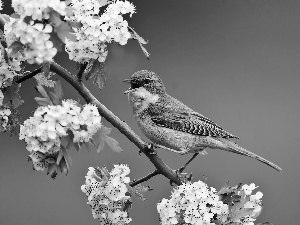 warbler, flower, haw, twig