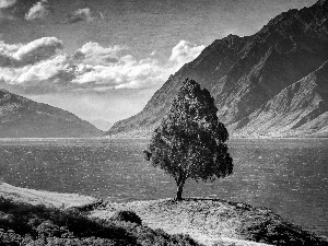 hawea, New Zeland, trees, Mountains, lake