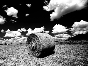 hay, Field, bunch