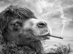 Funny, Cigarette, haze, Camel