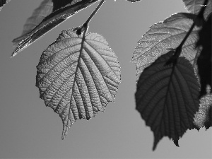 Leaf, hazel