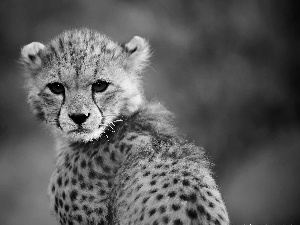 Cheetah, Head