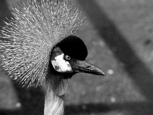 crane, Head