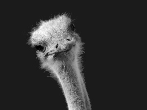 ostrich, Head