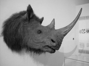 Rhino, Head