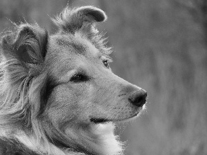 dog, Scotch, Head, sheep-dog