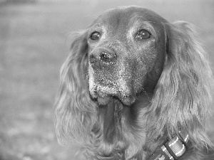 head, Cocker, Spaniel