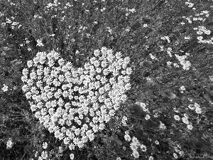 Flowers, chamomile, Heart, papavers