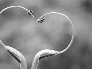 Heart, plant, ladybugs