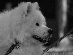 Leash, Samojed, Heart teddybear