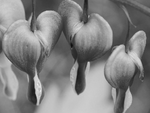 hearts, Flowers, Pink