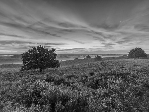 Veluwezoom National Park, heath, Province of Gelderland, Netherlands, viewes, clouds, Fog, trees, heathers