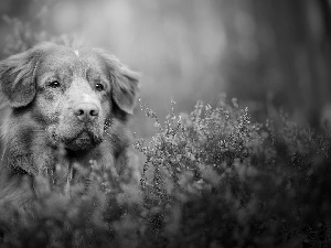 dog, muzzle, heather, Retriever Nova Scotia