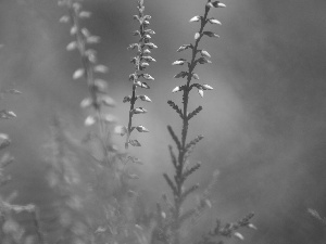 Twigs, Violet, Heather ordinary