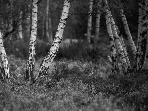 Stems, heather, viewes, birch, trees