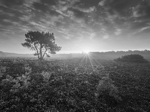 heath, Great Sunsets, trees, Meadow, Netherlands, heathers, viewes