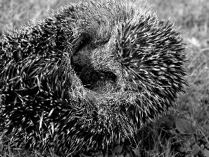 hedgehog, grass, convoluted