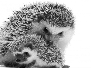 little doggies, mother, hedgehog