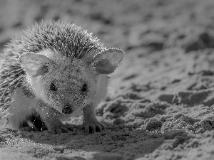 hedgehog, Sand