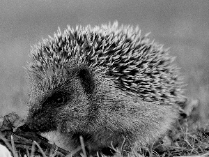 small, hedgehog