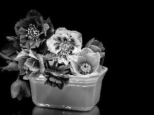 Flowers, Black, background, Helleborus
