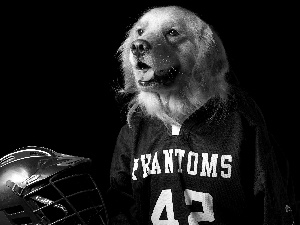 dog, Shirt, helmet, Golden Retriever