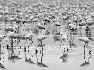 Flamingos, herd