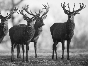 car in the meadow, Deer, herd