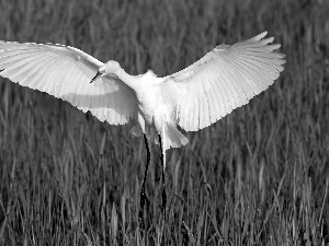 swamp, grass, heron, Green