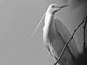 heron, Sky, Twigs