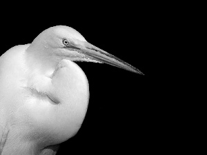 White, heron