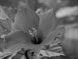 hibiskus