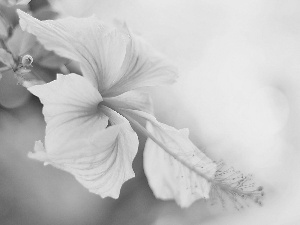 Beatyfull, Colourfull Flowers, hibiskus, exotic