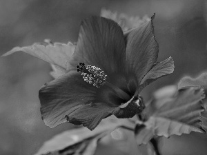 azure, Colourfull Flowers, hibiskus