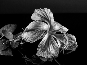 hibiskus, Flowers, Pink