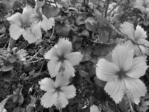 hibiskus, Flowers, Pink