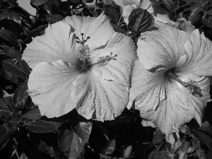 Pink, hibiskus