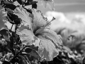 Yellow, hibiskus