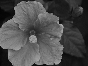 hibiskus