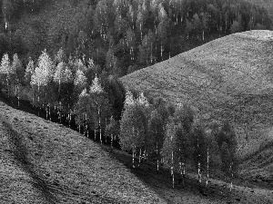 birch, Hill, trees, viewes, Spring
