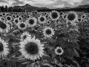 The Hills, Field, Nice sunflowers