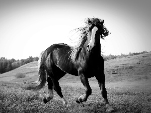 Horse, pasture, hills, chestnut