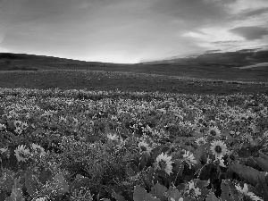 Meadow, Nice sunflowers, The Hills, Great Sunsets