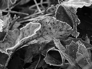 hoarfrost, frozen, Leaf