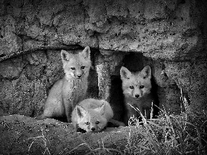 hole, Three, foxes