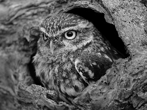 owl, hollow